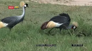 Grey Crowed Cranes standing on tall grass eating MS ZO MLS HAND