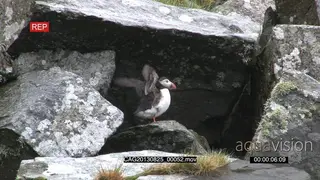 Puffin standing on a rock moving and flapping wings SCENIC