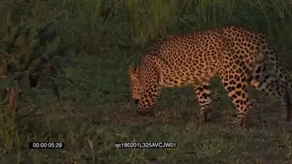 Male Leopard hunting stalking and sniffing around the Savannah searching for food GENERAL.