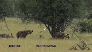 A Pack of Wild Dogs Hunt hunting with a Spotted Hyena MWS