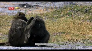 Baboons grooming while baboon mother carrying twin infants