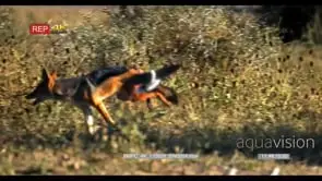 Camera pan with with black-backed jackal running in the bush