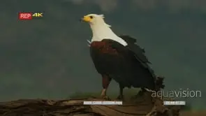 African fish eagle standing on the log looking around