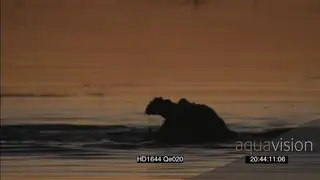 Hippos aggressive behaviour investigating amongst Nile Crocodiles feeding tearing carcass.