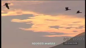 Silhouette shot Sea birds flying across ocean
