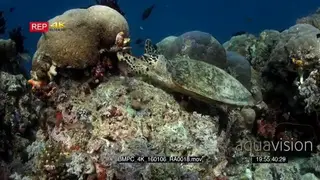 Medium shot of a hungry hawksbill turtle, Eretmochelys imbricata eating some soft coral