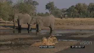 African Elephant herd at waterhole social behaviour drinking as African lion pride alert.
