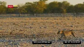 Leopard walking through a dry rocky landscape