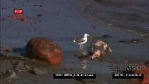 Seagull feeding on dead elephant seal pup on beach