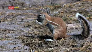 Cape ground squirrel searching and eating buck dropping