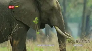Close up shot of elephant grazing