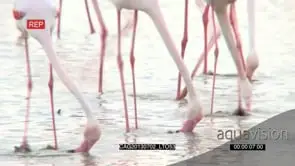 Greater Flamingo flock walking in water and drinking MLS PAN