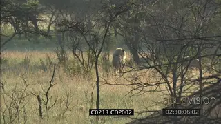 Young male Lion hunting stalking Bustard bird in woodland WS FAILS
