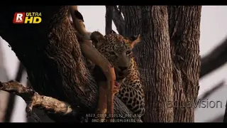 Adult Leopard feeding on a carcass while on top of a tree during dusk.