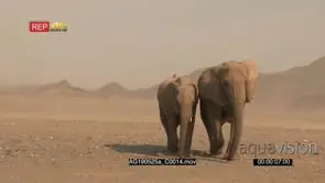 Desert elephant mother with juvenile walking towards camera and passing in the Hoanib.
