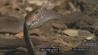 Mozambique Spitting Cobra laying on bushveld being aggressive MS ZI CU