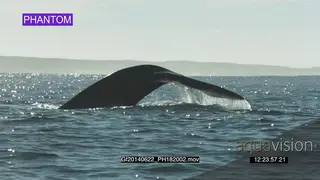 Humpback Whale Lobtailing: The slapping of flukes and tail on the water.