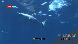Mako Shark swimming underwater in ocean passing over camera UW