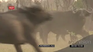 Herd of Cape buffalo running across