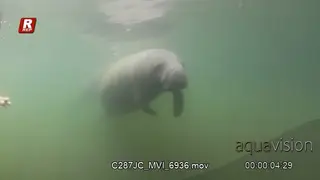 Manatee swimming around during daytime.