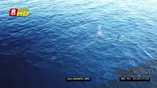 DRONE AERIALS Orca Killer Whales hunting herring in noway