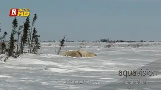 Two Polar Bear cubs trying to turn their mom so they can sulk her teats while asleep.