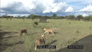 Two (2) young Male Lions and Lioness on grassland HA MWS