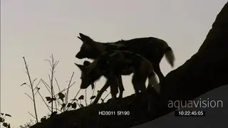 African Wild Dogs on dirt mount near warthog burrow hunt stalk warthog.
