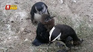 Two adult African penguins and chicks standing and preening themselves, looking around.