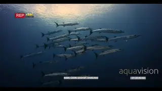 Wide shot of a school of blackfin barracuda fish swimming in the blue