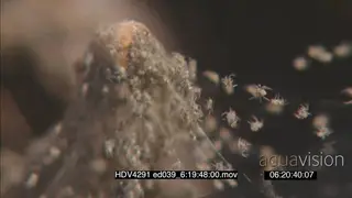 Fishing Spider spiderlings moving around on a web MS PAN