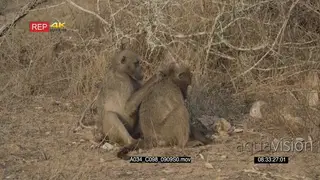 Chacma Baboons sitting and grooming another 2S MLS