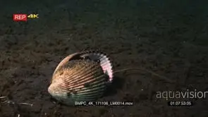 CU of a Veined octopus or coconut octopus, Amphioctopus marginatus with just its eyes.