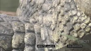Crocodile laying, XCU of eyes opening and closing, scales and mouth MS