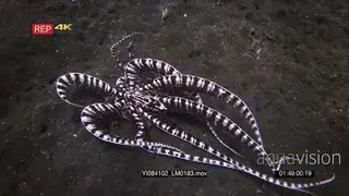 Close up tracking shot of a mimic octopus, octopus sp19.