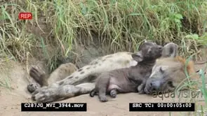 Spotted Hyena pup licks and bites mothers ear MCU