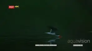 African skimmer skimming towards camera fish splashing