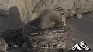 African Rock Python constricting a mouse CU HA ZOOM MS PAN