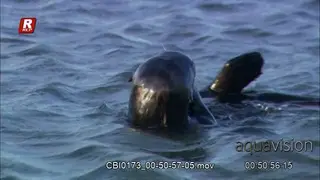 Sea otter floating above the water surface and feeding on marine food.