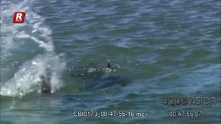 Adult Sea otter and a pub diving for food on the sea floor.