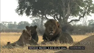 African Lion pride laying down looking at; MS; CU of adult male