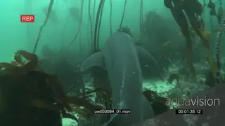 Sevengill cow shark swimming through kelp forest underwater in ocean passing by and.