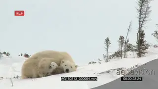 Polar bear mother cuddling with cubs sleeping Protective behaviour