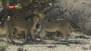 Two lioness run and greet each other and lay down separately