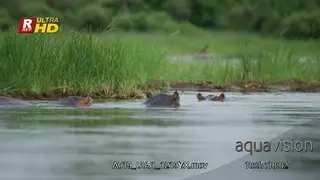 Bloat of Hippos submerged, eyes, ears and nostrils above the water surface.