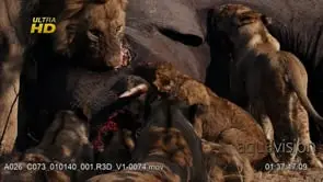 Adult Male African Lion and cubs feeding on African Elephant carcass during sunset, MLS.