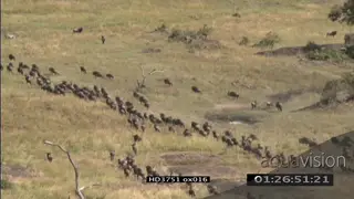 AERIAL Blue Wildebeest herd running migrating on the Serengeti savannah HA XWS WS