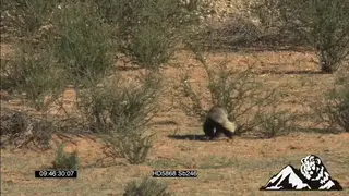 Honey badger walking and sniffing around SCENIC