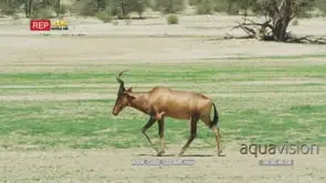 Red hartebeest walking MWS