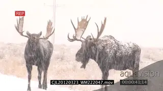 Mooses walking on prairie during snowfall MLS PAN